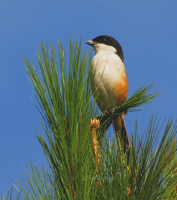 Cendet - Long-Tailed Shrike (Lanius schach)